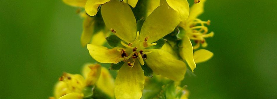 Agrimony