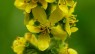 Agrimony
