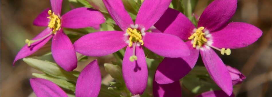Centaury