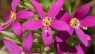 Centaury