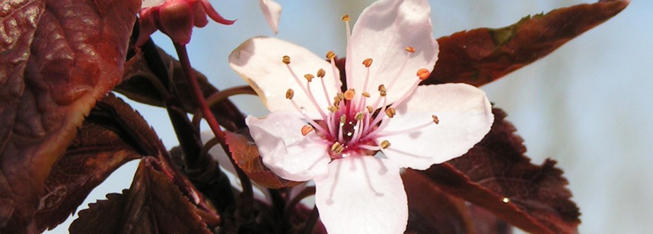 Cherry Plum