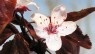 Cherry Plum
