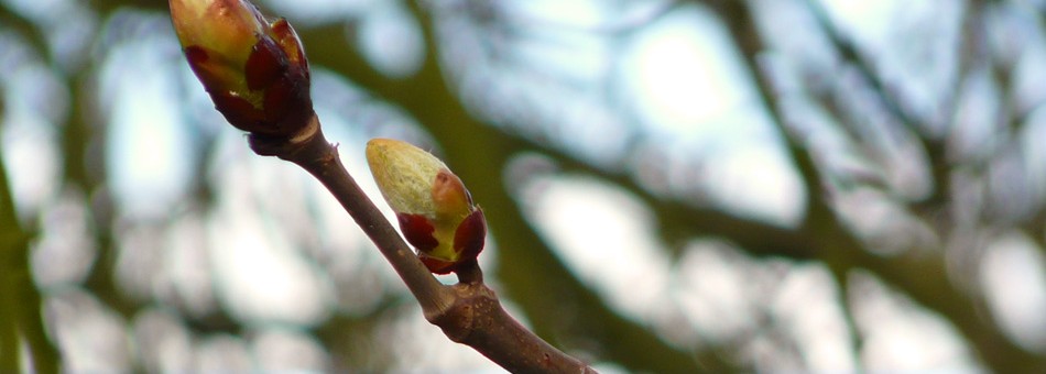 Chesnut Bud