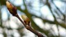 Chesnut Bud