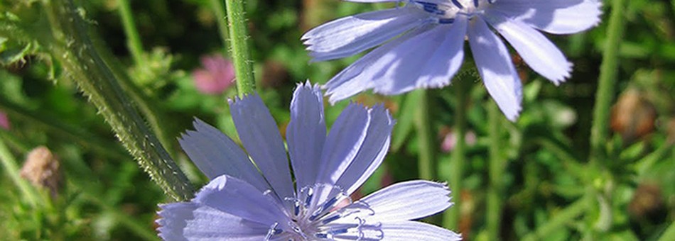 Chicory