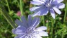 Chicory