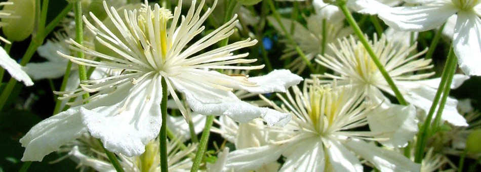 Clematis