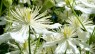 Clematis