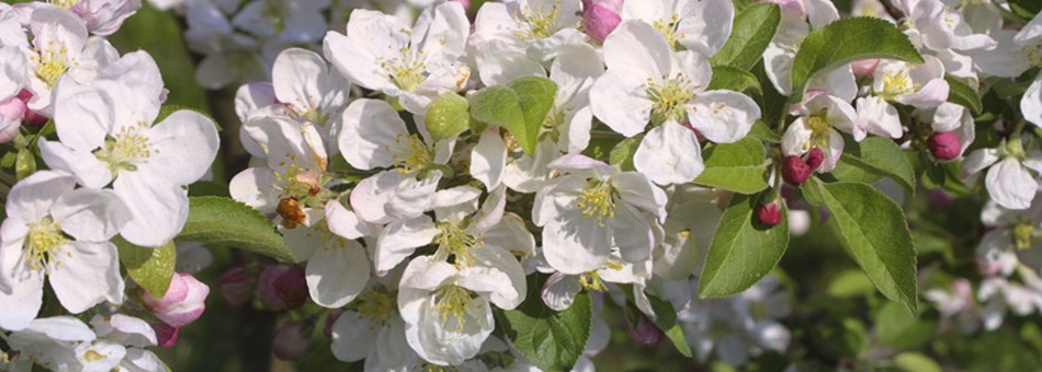 Crab Apple