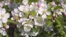 Crab Apple
