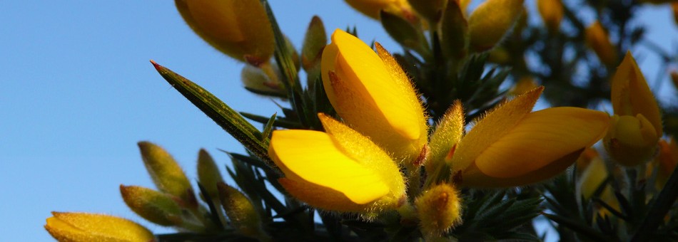 Gorse