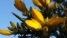 Gorse