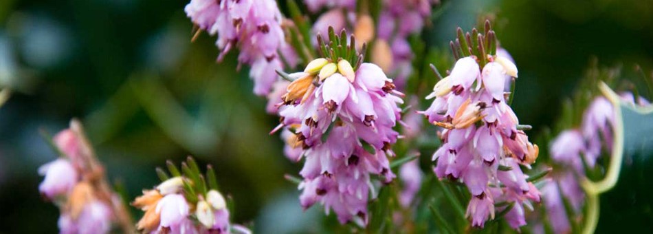 Heather