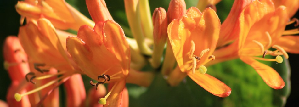 Honeysuckle