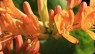 Honeysuckle
