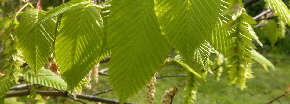 Hornbeam