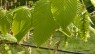 Hornbeam