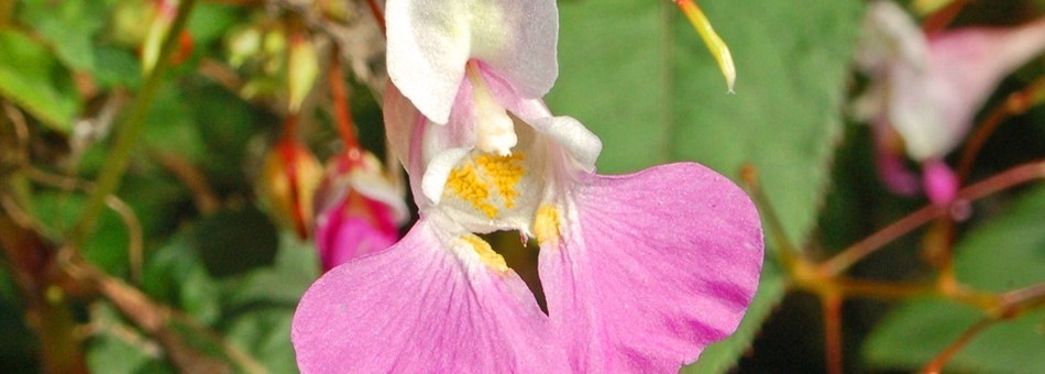 Impatiens