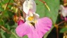 Impatiens