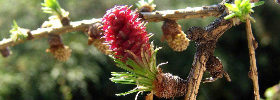 Larch