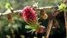 Larch