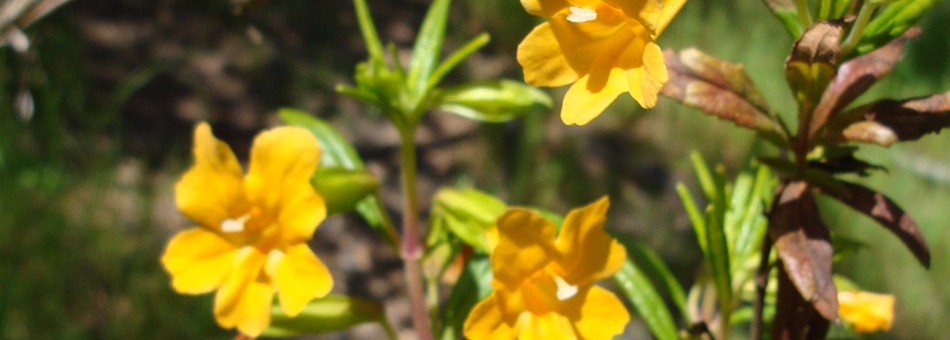Mimulus
