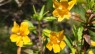 Mimulus