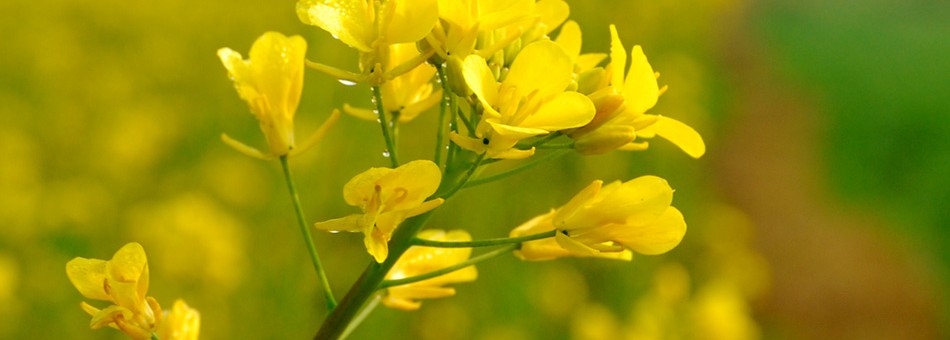 Mustard